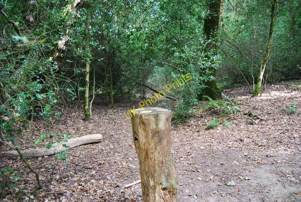 Photo 6"x4" Which direction? Hindhead Common Grayswood c2010