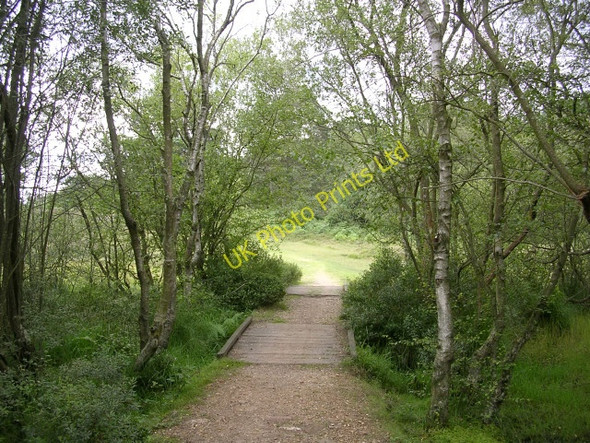 Photo 6"x4" Passage across the bog south of Ferny Crofts, New Forest Furzey Lodge c2005