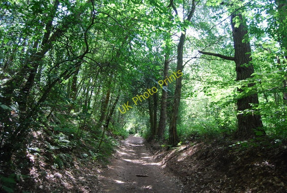 Photo 6"x4" Bridleway across Hindhead Common Hindhead c2010