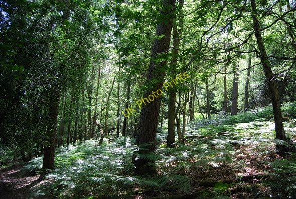 Photo 6"x4" Bracken undergrowth, Hindhead Common Grayswood c2010