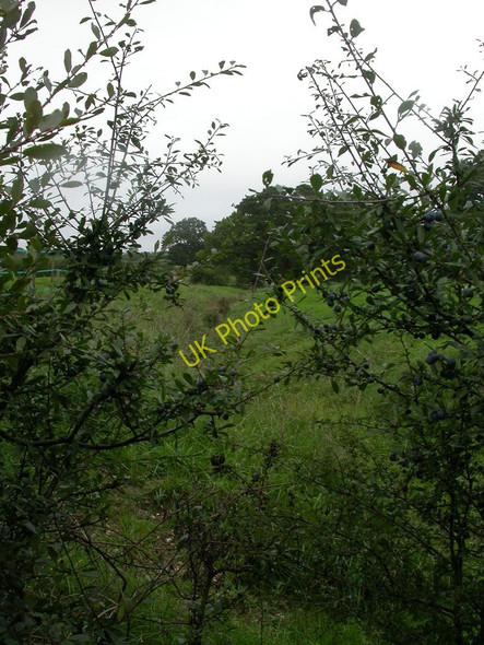 Photo 6"x4" Bashley, Danes Stream Bashley c2010
