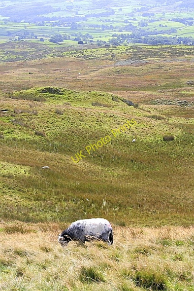 Photo 6"x4" Applethwaite Common High Green\/NY4103 c2010