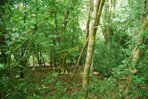 Photo 6"x4" Mixed deciduous woodland, Hindhead Common Haslemere c2010