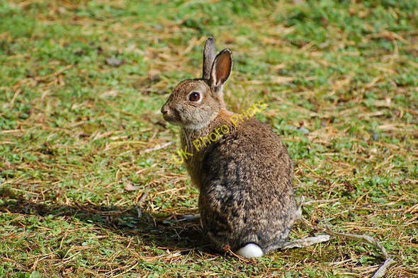 Photo 6"x4" Rabbit on The Lump Portree \/ Port Righ c2010