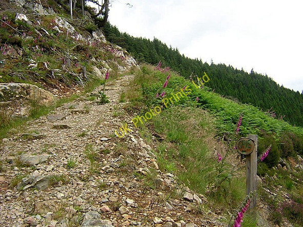Photo 6"x4" Forest Footpath above Mile Dorcha Bunarkaig c2006