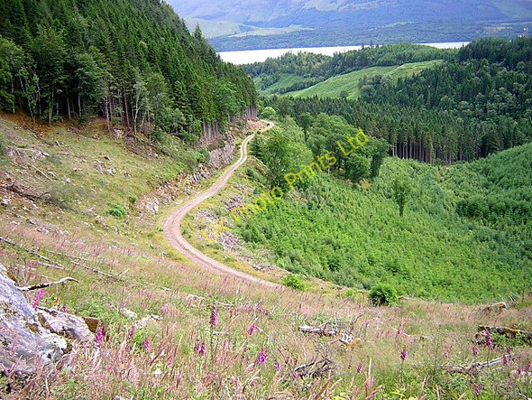 Photo 6"x4" Forest Track above Mile Dorcha Bunarkaig c2006