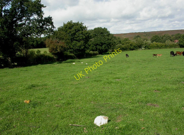 Photo 6"x4" Linwood, puffballs Linwood\/SU1809 c2010