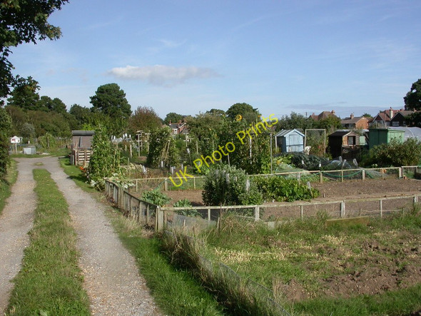 Photo 6"x4" Walkford, allotments Old Milton\/SZ2394 c2010