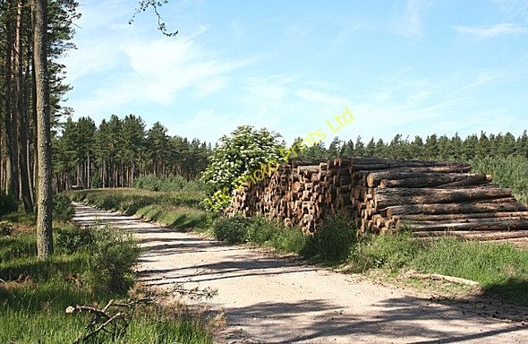 Photo 6"x4" Lossie Forest Lochhill\/NJ2964 c2006