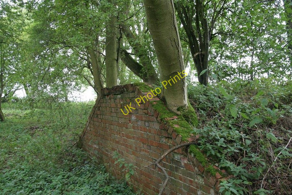 Photo 6"x4" Growing by the wall Hampstead Norreys c2010