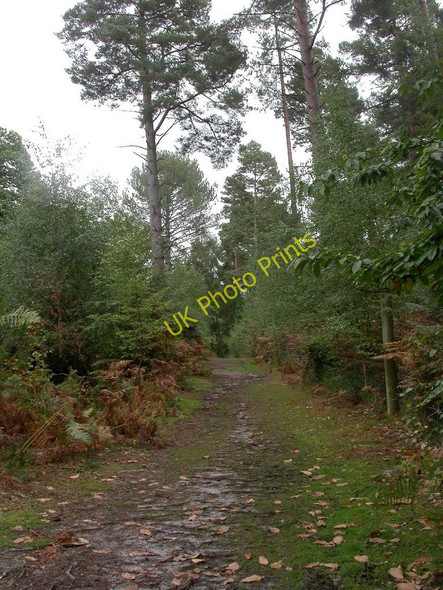 Photo 6"x4" Linwood, woodland track Linwood\/SU1809 c2010