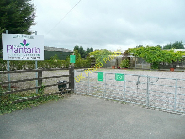 Photo 6"x4" Norton Plantaria Norton\/SO8524 c2010