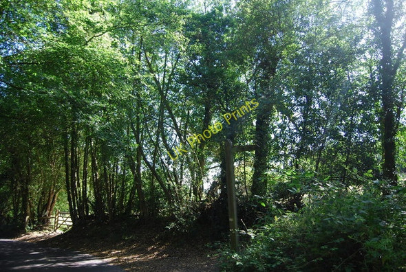 Photo 6"x4" Bridleway off Nutcombe Lane Haslemere c2010