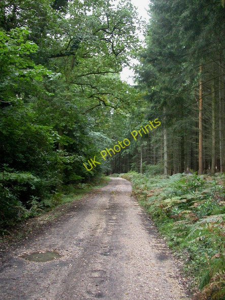 Photo 6"x4" Redlynch, footpath Bohemia\/SU2019 c2010