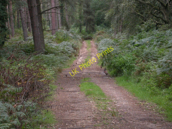 Photo 6"x4" Hamptworth, partridges Bohemia\/SU2019 c2010