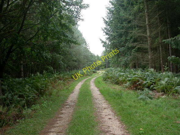 Photo 6"x4" Hamptworth, forestry road Bohemia\/SU2019 c2010