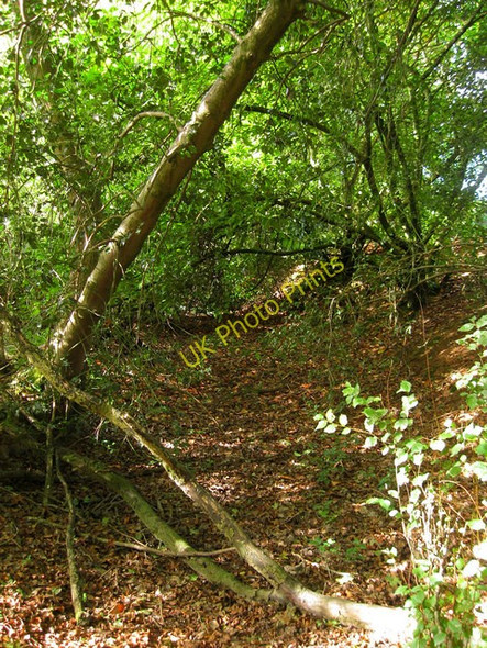 Photo 6"x4" Old Course of Mill Stream Shermanbury c2010