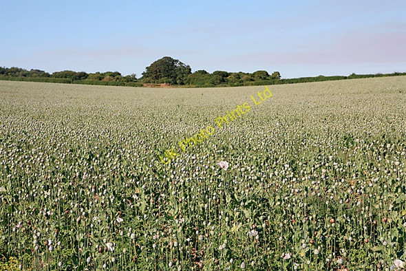 Photo 6"x4" Poppy fields on Whitsbury Down Whitsbury c2006
