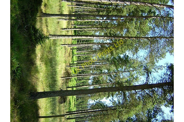 Photo 6"x4" Trees in Kielder Forest Hawkhope\/NY7188 c2006