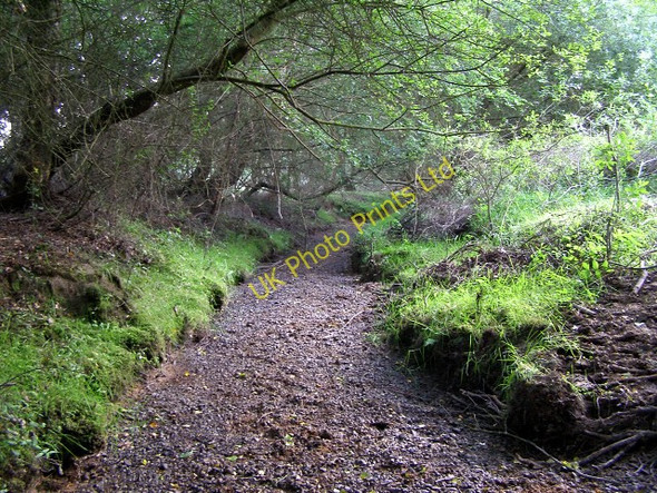 Photo 6"x4" Dry streambed at Rushbush, New Forest Applemore c2006