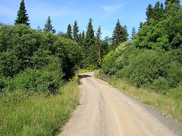 Photo 6"x4" Track in Kielder Forest Butteryhaugh c2006