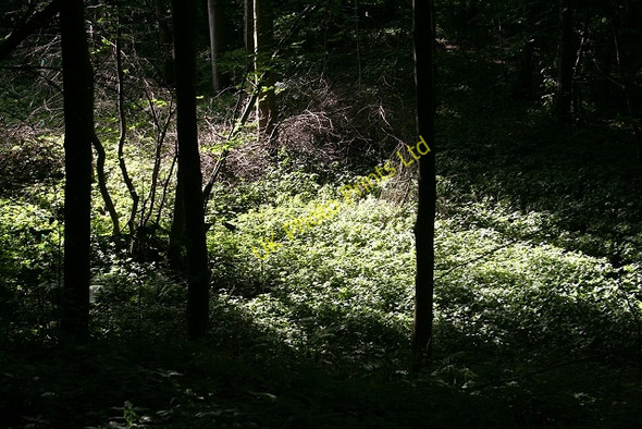 Photo 6"x4" Woodland Glade Oran\/NJ4161 c2006