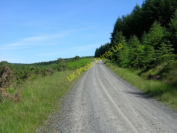 Photo 6"x4" Track in Kielder Forest near Belling Burn Hawkhope\/NY7188 c2006