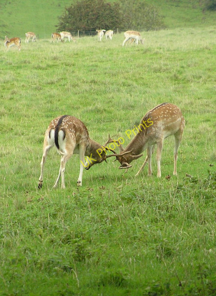 Photo 6"x4" Beginning of the deer rut in Dyrham Deer Park 2010 Hinton\/ST7376 c2010