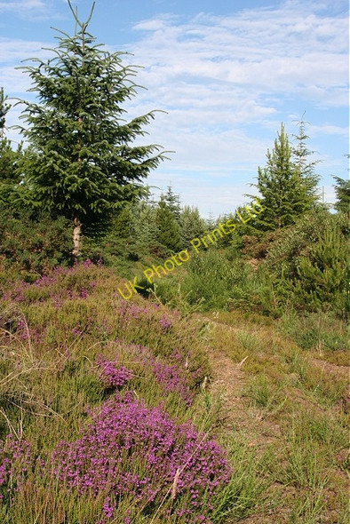 Photo 6"x4" Forest Track Clochan c2006