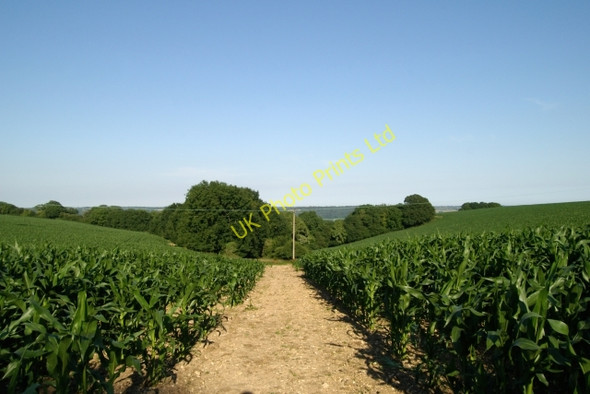 Photo 6"x4" East Devon Way through the maize, near White Cross, Ottery St Mary Coombe\/SY1091 c2006