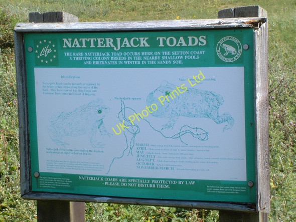 Photo 6"x4" Natterjack Toads - Information Board Ainsdale-on-Sea c2006
