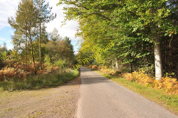 Photo 6"x4" Road through Inshoch Wood Dyke\/NH9858 c2010