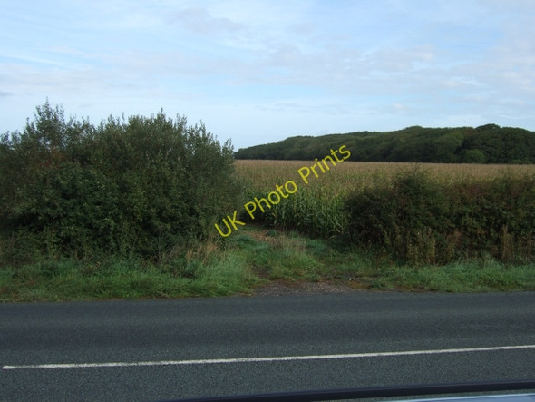 Photo 6"x4" Field of maize near Shalfleet Five Houses c2010