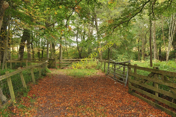 Photo 6"x4" Woodland near Raddery Raddery c2010