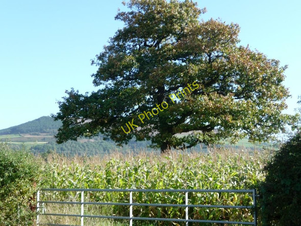 Photo 6"x4" Field of sweetcorn Easby\/NZ5708 c2010