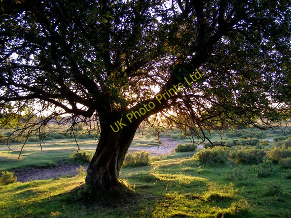 Photo 6"x4" Tree by the ford  south of Buck Hill, New Forest Applemore c2006