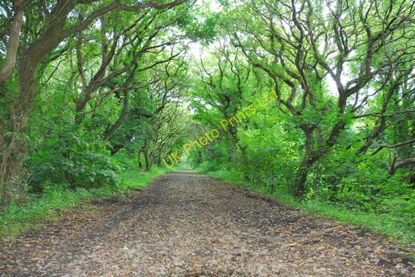 Photo 6"x4" The Incline at Briton Ferry Neath\/Castell-Nedd c2006