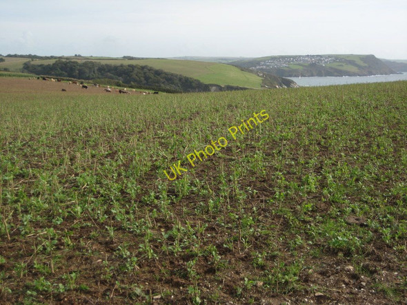 Photo 6"x4" Cattle on Gribbin Head Polkerris c2010