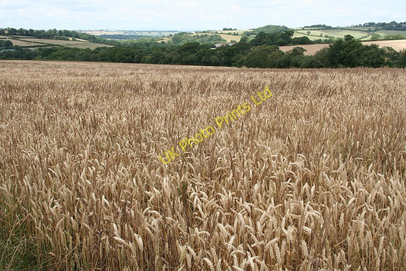 Photo 6"x4" South Tawton: towards Powlesand Spreyton c2006