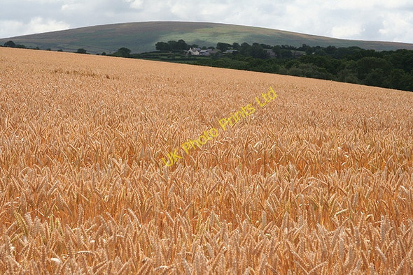Photo 6"x4" South Tawton: towards Cosdon Hill South Tawton c2006