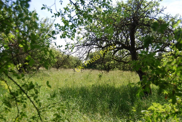 Photo 6"x4" An abandonrd orchard How Green c2010
