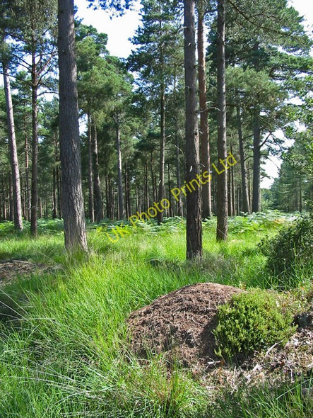 Photo 6"x4" Ants nest Slufters inclosure New Forest Hampshire Stoney Cross c2006