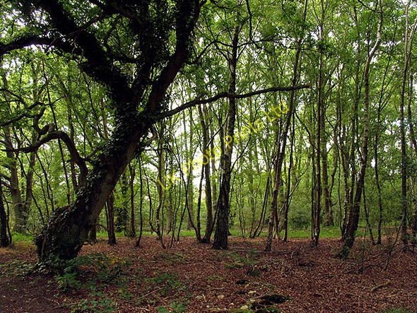 Photo 6"x4" Woodland near Newtown Newtown\/SU4763 c2005