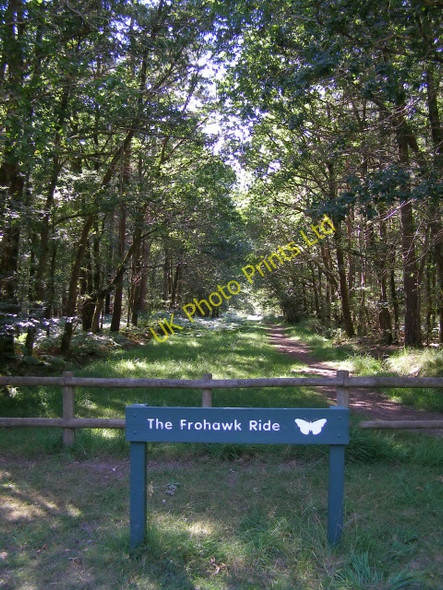 Photo 6"x4" Eastern end of the Frohawk Ride, Parkhill Inclosure, New Forest Balmerlawn c2006