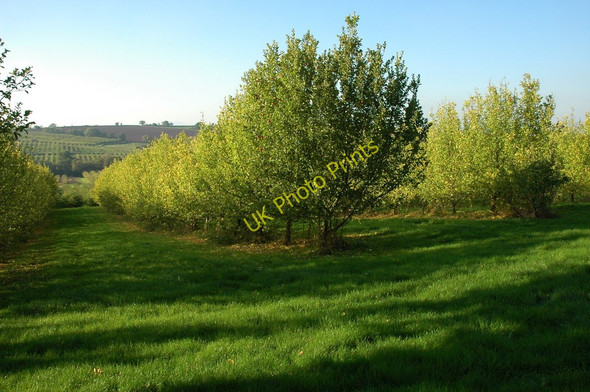 Photo 6"x4" Apple orchards, Llangovan Cwmcarvan c2010