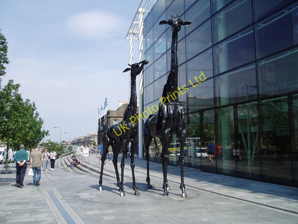 Photo 6"x4" Giraffes in Edinburgh Edinburgh c2006