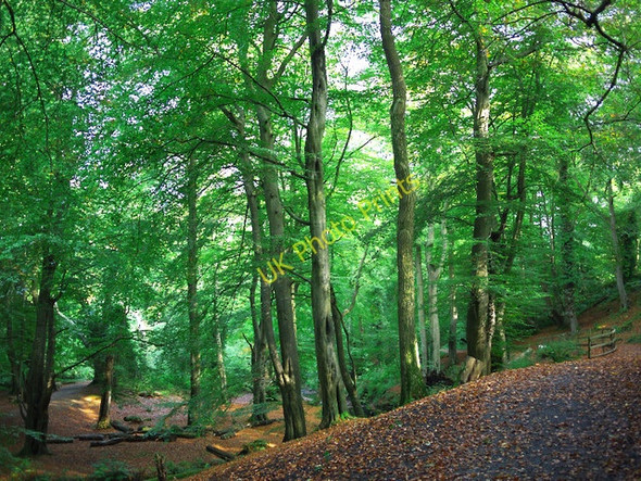 Photo 6"x4" Autumn at Crawfordsburn Crawfordsburn c2010