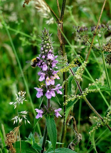 Photo 6"x4" Marsh Woundwort (Stachys palustris) Lochmaben c2006