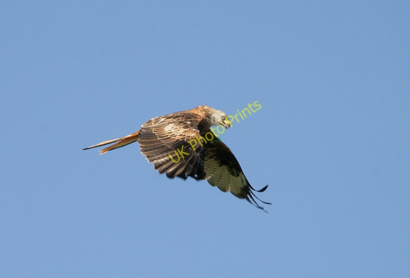 Photo 6"x4" A red kite at Bellymack Hill Farm Laurieston\/NX6864 c2010