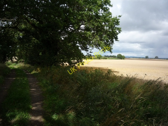 Photo 6"x4" Along Linton Woods Lane Youlton c2010